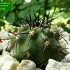 Copiapoa _calderana _ssp.atacamensis_ 01